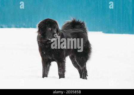 Dog Newfoundland Walk Outdoor In Snow At Winter Day Stock Photo