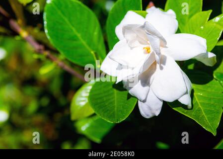 Cape Jasmine,Gardenia jasminoides J. Ellis Rubiaceae family Stock Photo