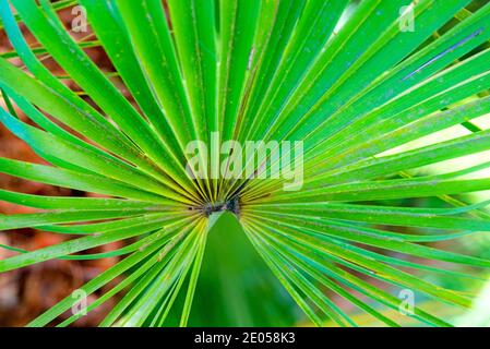 Palm leaves texture decoration resource with shadow. Stock Photo