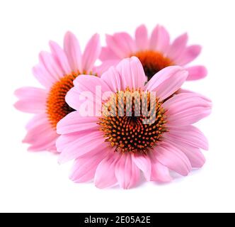 Echinacea flowers close up isolated on white backgrounds. Medicinal plant. Stock Photo