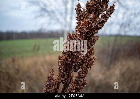 Autumn field grass in blurred background Stock Photo