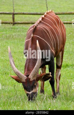 Eland (Taurotragus oryx) front view with head down eating grass in the Longleat Safari Park England UK Stock Photo