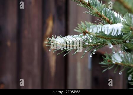 Fluffy green spruce branches in the forest. Stock Photo