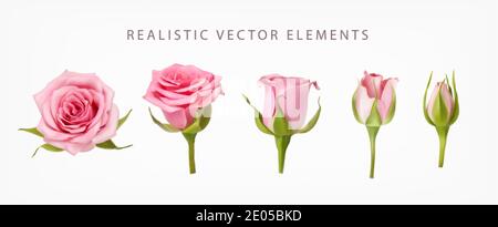 Realistic vector elements set of pink roses. Pink bud of rose flower and an open flower isolated on white. Stock Vector