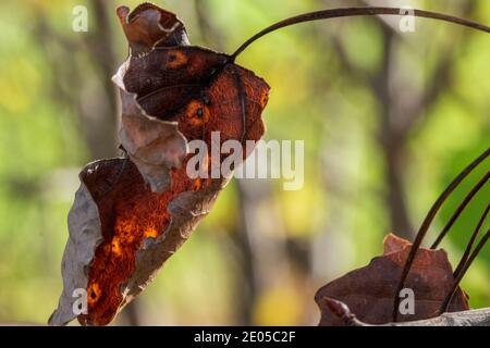 Maple leaf in autumn colors lies on the ground Stock Photo