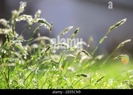 Droplets of fresh spring rain weigh heavy upon leaning blades of tall grass as the sunlight glitters on the water drops. Stock Photo