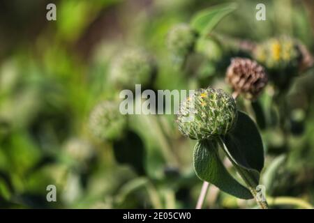 A plant begins to bloom in a series of fluffy, circular green buds as warm spring sunlight falls upon them. Stock Photo