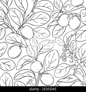 ximenia vector pattern Stock Vector