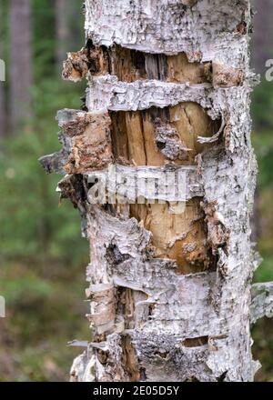 abstract old dead birch tree trunk, forest background Stock Photo