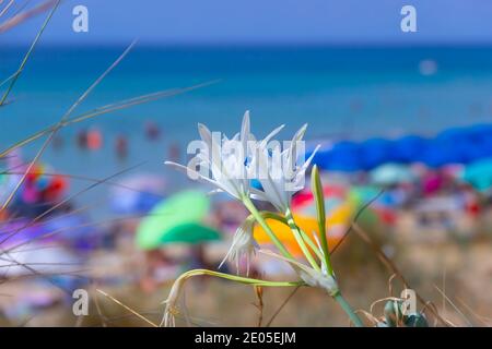 Summer wildflowers: Sea Daffodil on the beach, Apulia (Italy). Stock Photo