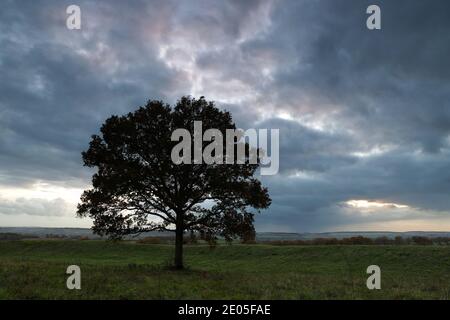 A single large oak tree stands tall overlooking the Dorset countryside as the sun sets through a sky filled with dramatic rain clouds. Stock Photo