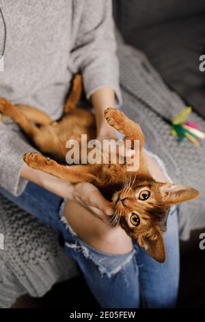 Cute young Abyssinian cat lying down in hands of woman Stock Photo