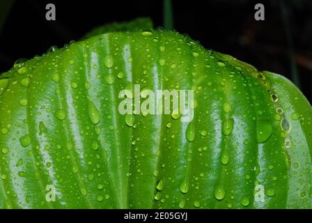 many raindrops on large green leaf Stock Photo
