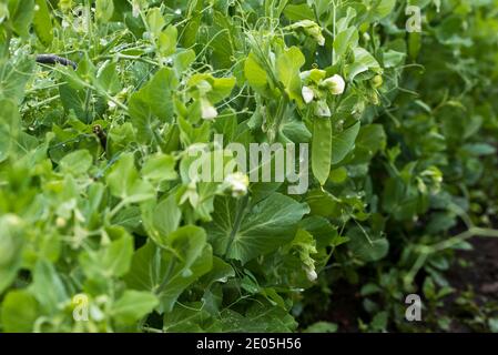 Early Onward garden peas Stock Photo