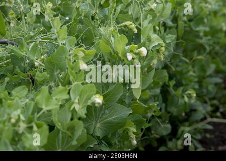 Early Onward garden peas Stock Photo