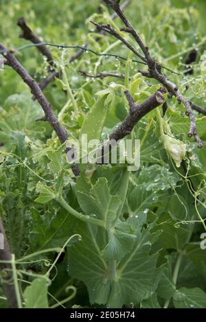 Early Onward garden peas Stock Photo