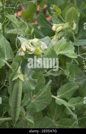Early Onward garden peas Stock Photo