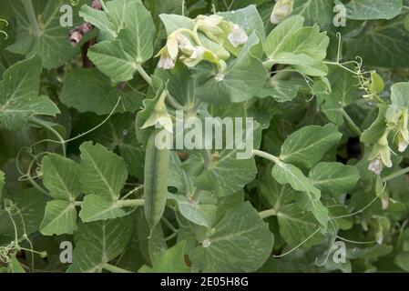 Early Onward garden peas Stock Photo