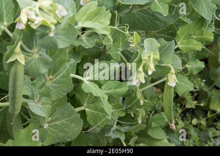 Early Onward garden peas Stock Photo
