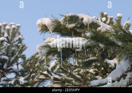 Green branch of the Christmas tree in winter, with icicles and snow, against the blue sky Stock Photo