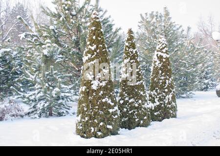 Three green Christmas trees covered with snow in winter, against the background of pine trees Stock Photo