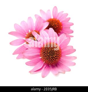 Echinacea flowers close up isolated on white backgrounds. Stock Photo