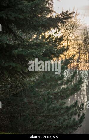 Close-up of Pine branch with waterdrops on needles in a sunlight. The indistinct sparkling background. Stock Photo