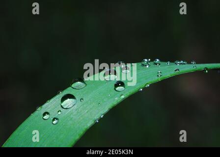 many small raindrops on a thin green leaf after rain Stock Photo