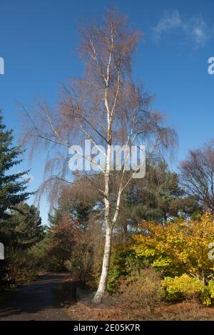 Winter Foliage of a Deciduous Hardwood Birch Tree (Betula) with No Leaves Growing in a Garden in Rural Devon, England, UK Stock Photo