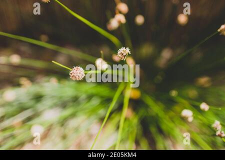 native Australian Ficinia Nodosa grass plant outdoor in sunny backyard shot at shallow depth of field Stock Photo