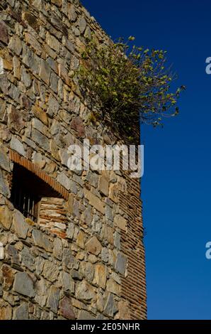 Common fig Ficus carica growing on a wall of the Monfrague castle. Monfrague National Park. Caceres. Extremadura. Spain. Stock Photo