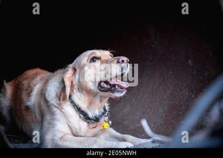 Dog looking for injured people in ruins after earthquake. Stock Photo
