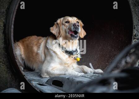 Dog looking for injured people in ruins after earthquake. Stock Photo