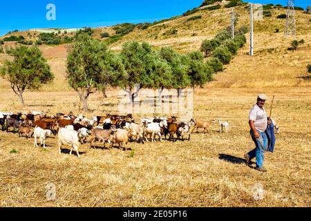 Shepherd herding goats (Capra aegagrus hircus,) near Rabaçal, Portugal Stock Photo