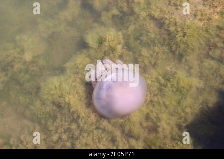 Barrel jellyfish, Rhizostoma pulmo, at L'Etang du Prevost in Palavas-Les-Flots, France