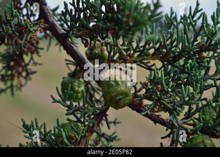 Pinecones Growing on Branch Stock Photo