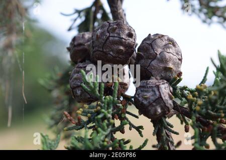 Pinecones Growing on Branch Stock Photo
