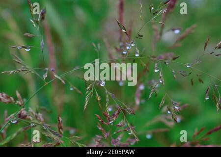 Dewdrops on Ripe Grass Stock Photo