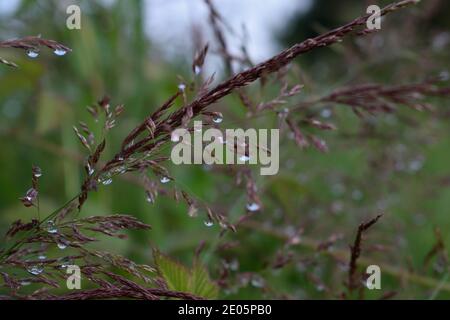 Dewdrops on Ripe Grass Stock Photo