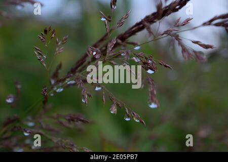Dewdrops on Ripe Grass Stock Photo