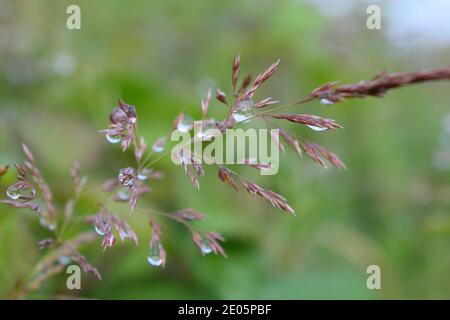 Dewdrops on Ripe Grass Stock Photo
