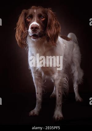 A studio image of an English springer spaniel dog stood on a brown canvas backdrop. Stock Photo