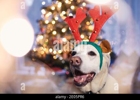Dog with costume of reindeer antlers. Funny portrait of happy labrador retriever against illuminated Christmas tree. Stock Photo