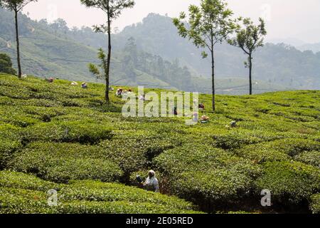 Tea Plantation Workers in Munnar, India Stock Photo