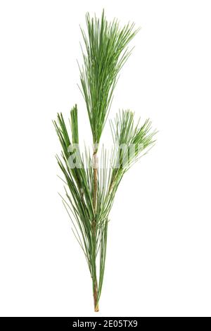 Cedar leaf isolated on white background. Conifer tree branch Stock Photo