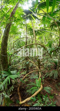 Tangle of lianas in lowland tropical rainforest in the Ecuadorian Amazon, vertical panorama. Stock Photo
