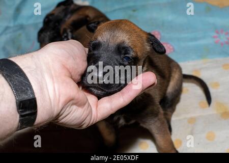 A 3 week old Belgiam Malinois puppy with his face in a mans hand Stock Photo