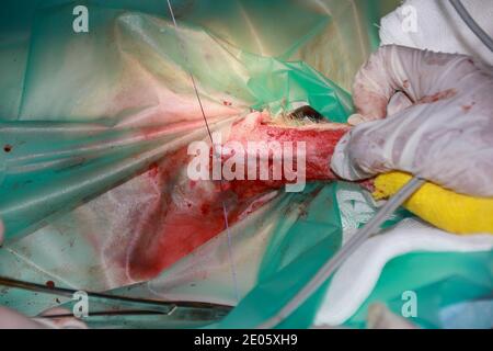 A Veterinary Surgeon uses surgical suture materials to close a wound after removing a tumor from a domestic Labrador puppy Stock Photo