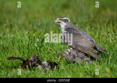 Goshawk or Northern Goshawk Accipiter gentilis mantling prey on the grass taken under controlled conditions, captive