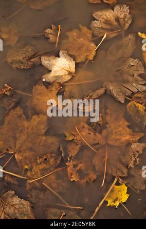 background of fallen leaves into water Stock Photo
